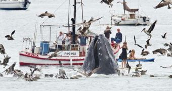 Amazing pictures show humpback whales feeding