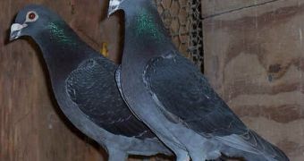 Pigeons arrested for espionage in Iran