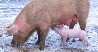 E. coli can become antibiotics-resistant inside pigs in less than two weeks