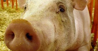 Pigs feel better in an enriched environment