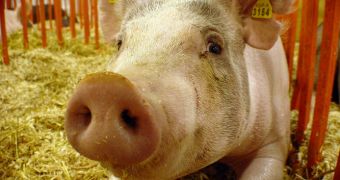 Genetically-altered pigs provide a new animal model for studying type II diabetes