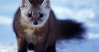 Pine Marten Enters the Pitch, Bites Swiss Soccer Player's Finger