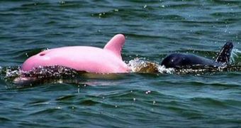 The pink dolphin swims with his mother in a small pod