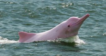 Specialists warn pollutants are harming pink dolphins in the Pearl River estuary