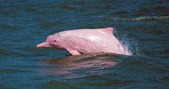 Pink Dolphins Are Dangerously Close to Extinction, Conservationists Say