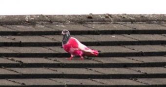 Photo shows a pink and white pigeon that has recently made an appearance in the UK