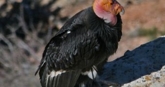 The newest national park in the US aims to safeguard the California condor