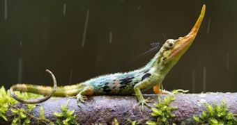 Lizard species believed extinct for half a century is rediscovered in the Ecuador