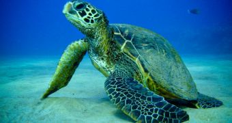 Endangered green sea turtle is hooked by pirate fishermen, conservationists say similar incidents will follow