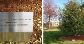 Steve Jobs commemorative plate, tree on Pixar campus