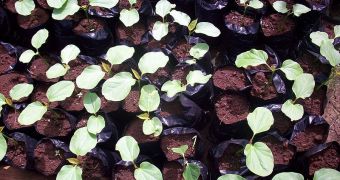 Jatropha curcas seedlings in a greenhouse located in Nicaragua