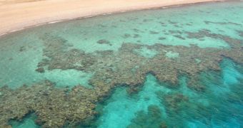 Plant-Eating Fish Help Coral Reefs Survive