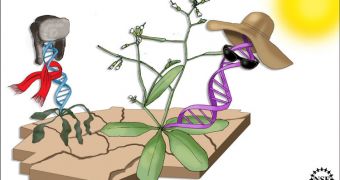The adptability of a strain of the Arabidopsis plant to any particular climate is determined by a relatively small number of genes--in most cases, around 100 genes