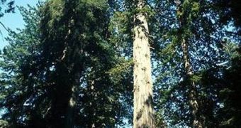 Redwoods are the tallest plants in the world, and can grow to be more than 100 meters (340 feet) in height