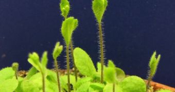 Sibling plants cooperate with each other for equal access to resources