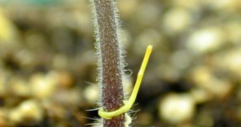 Image of a parasitic dodder plant attached to a tomato