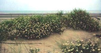 Dunes covered by sea rocket