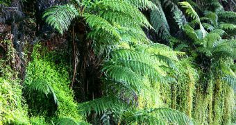 Study shows plants recognize their next-of-kin