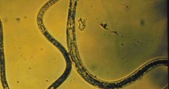 Plants Parasites Knocked Down by Gene Engineering