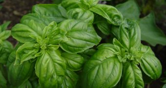 Basil is a friendly neighbor to other plants, reseachers say