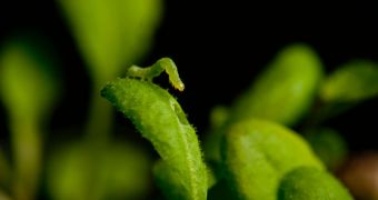 Rice University biologists found that plants with altered circadian clocks were unable to defend themselves against leaf-eating cabbage looper caterpillars