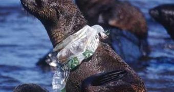 Fur seal caught in plastic debris