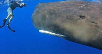 Conservationists warn about plastic pollution's impact on sperm whales