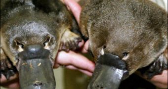 A pair of platypuses