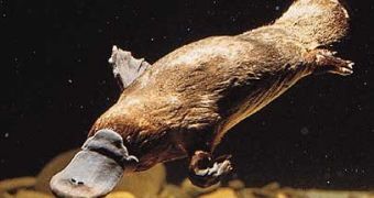 Platypus searching for food on the bottom of the water using its electrosensitive bill