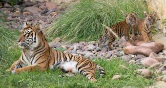Crticially endangered baby Sumatran tigers make their public debut at San Antonio Zoo