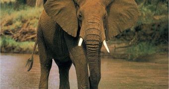Elephant attacks poacher, tramples him to death