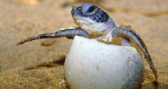 Turtle egg poacher stabs volunteer in Costa Rica
