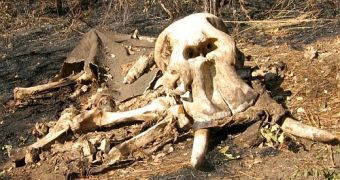 Poachers “Drain” National Park of over 11,000 Elephants