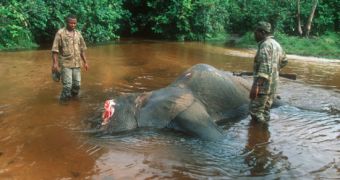 Poachers said to have gone on a killing spree in the Central African Republic