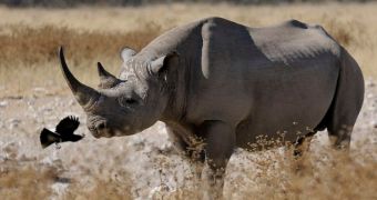 Poachers in India kill rhino, chop off its horn and ears