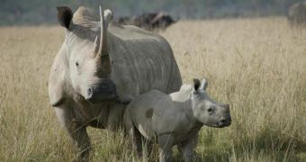 Rhino killed by poachers in India
