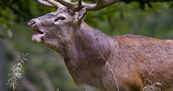 Poachers Killed the Most Popular Wild Creature in North Devon