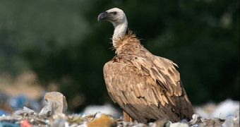 Poachers in Africa are believed to have poisoned nearly 600 vultures