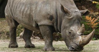 Poachers murder rhino in Indian wildlife sanctuary, are shot dead by forest officials