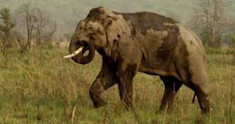 Tanzanian Minister urges that poachers be killed on the spot