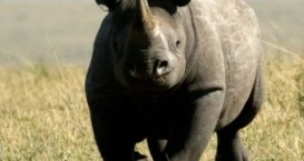 Rhinos living in Kent run the risk of being killed by poachers