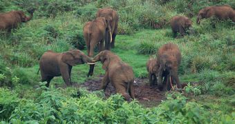 Countless forest elephants living in Congo have been killed by poachers over the years