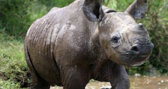 Rhino poaching in South Africa hits record numbers