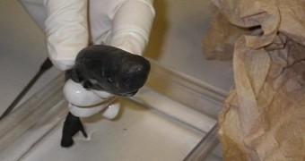 Pocket Shark Is Only 5.5 Inches (14 Centimeters) Long, Oddly Cute