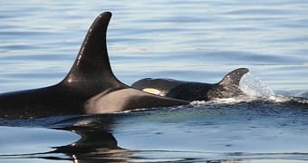 Baby killer whale photographed swimming with its family