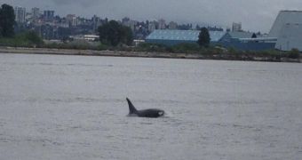 Killer whales swim into Vancouver Harbor