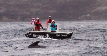 Sea Shepherd volunteers work together to save whales from being killed by people in the Faeroe Islands