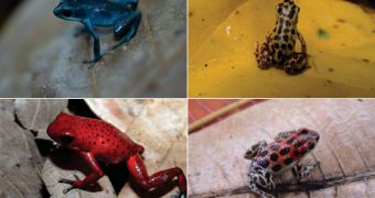 4 varieties of strawberry poison dart frogs