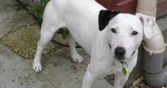 Jack Russell terrier is poisoned and buried alive, manages to survive
