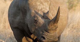 Poisonous, Bright Pink Rhino Horns Might Discourage Poachers